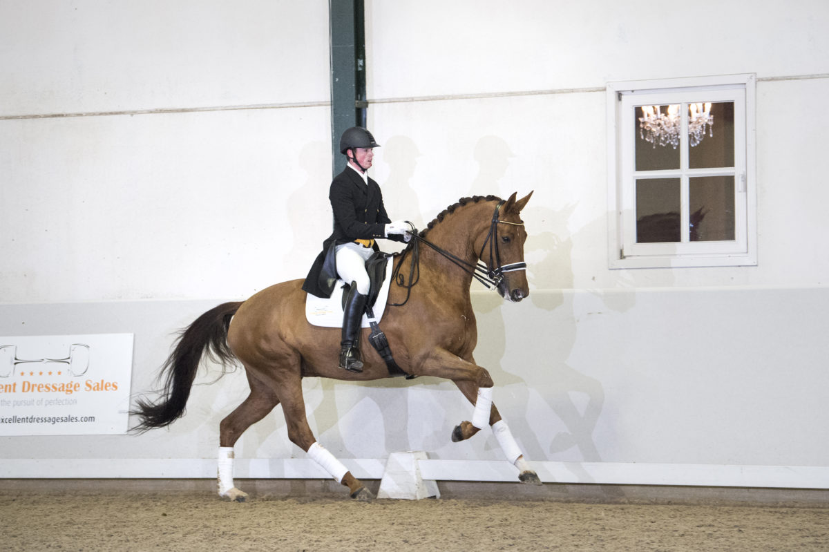 Gavi del Gavi - Excellent Dressage Sales