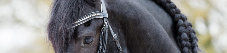 Header FHS Rienk