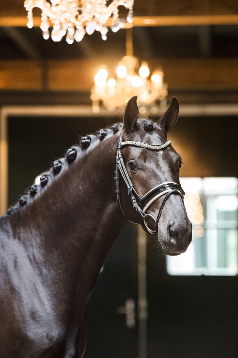 KWPN hengst Lowlands (Millennium x Donnerball) - dressuurpaard - goedgekeurde dekhengst - geveild op excellent dressage sales