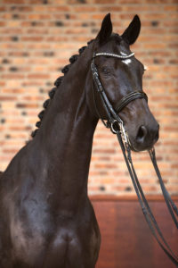 Brother de Jeu (v. Voice) - Excellent Dressage Sales - EDS - dresuurpaarden - dressage horses - top dressuurpaarden kopen