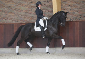 Brother de Jeu (v. Voice) - Excellent Dressage Sales - EDS - dresuurpaarden - dressage horses - top dressuurpaarden kopen