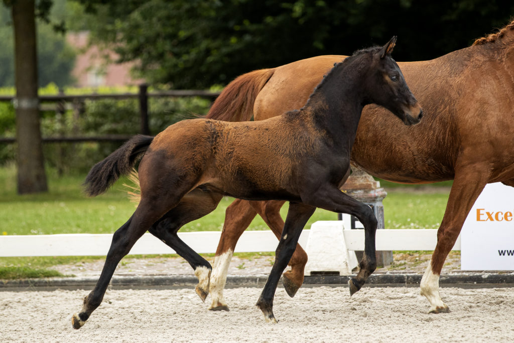 Pablo van Amstel - veulenveiling 2020 EDS Prinsnstad online veiling