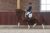 Foundation paard dressuurpaard Excellent Dressage Sales EDS
