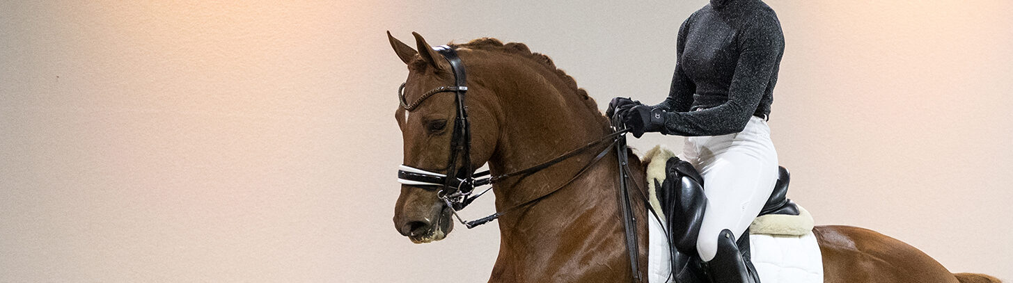 Dressage horses dressuurpaarden auction